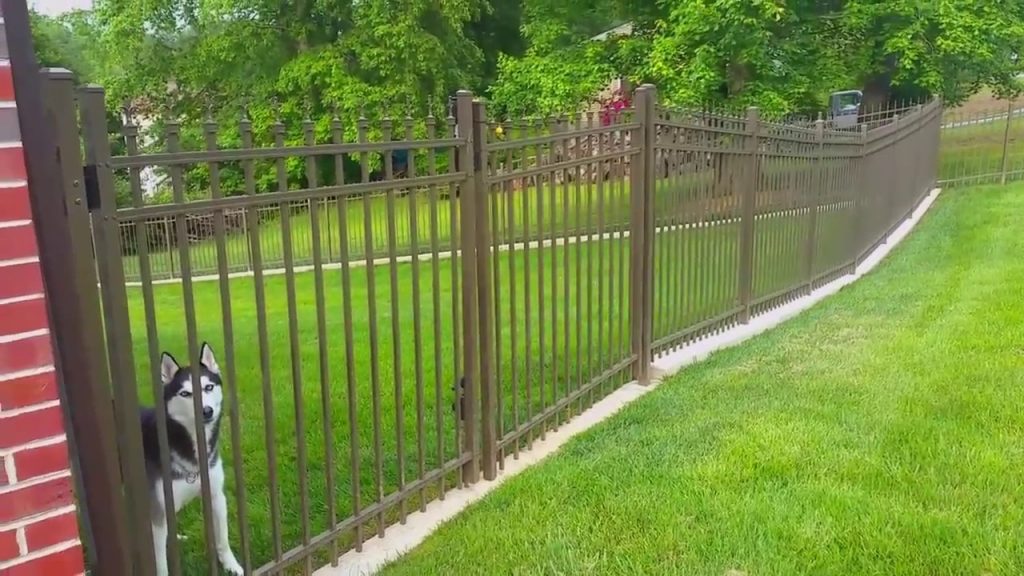 remote dog fence