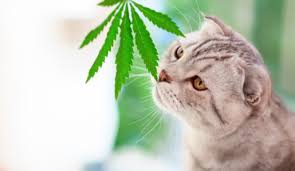 cbd oil for pets